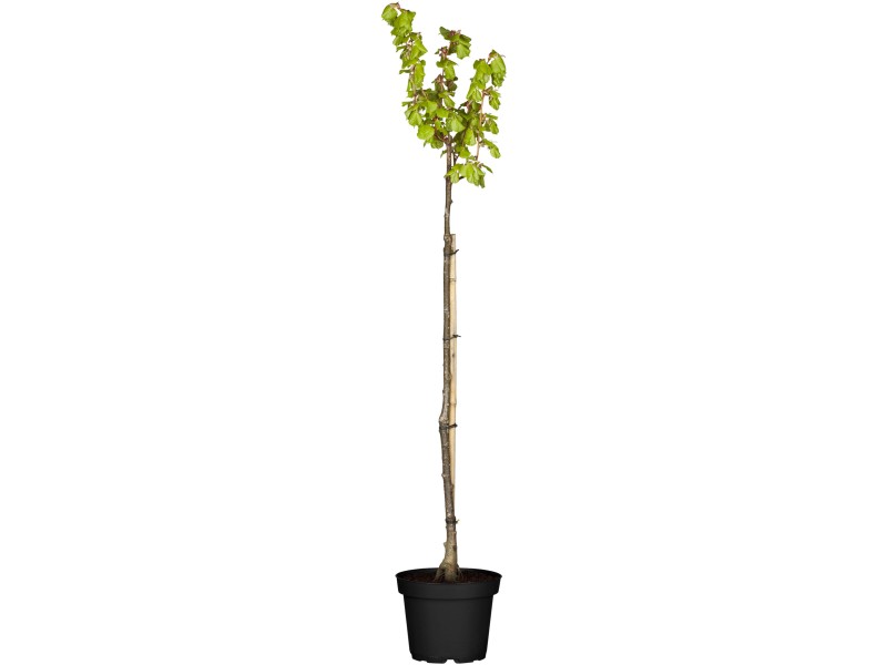 Zierapfel Stämmchen Höhe ca. 125 - 150 cm Topf ca. 15 l Malus Hybriden