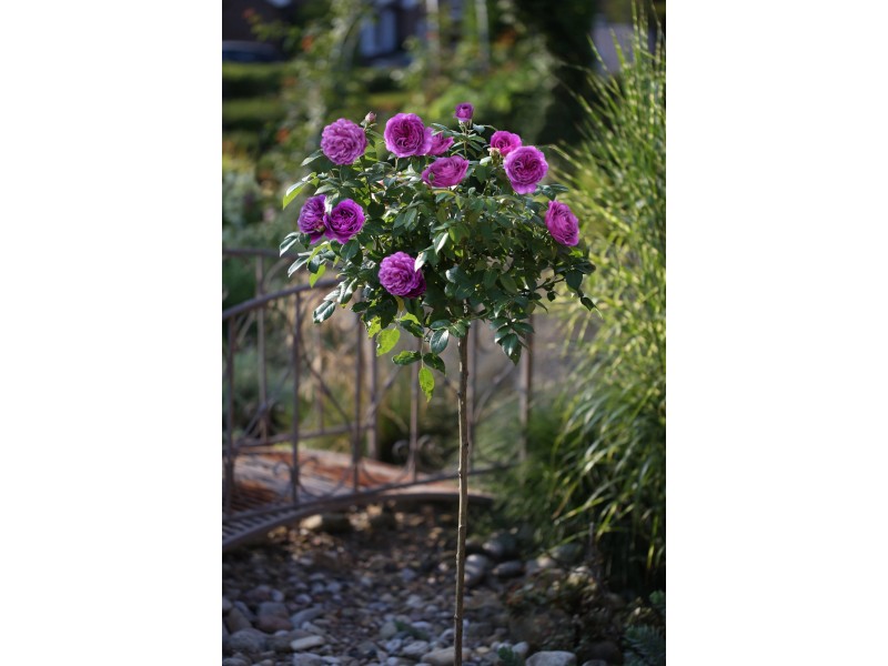 GROW by OBI Beetrose "Minerva" Violett gefüllt Stammhöhe ca. 60 cm Topf ca. 6 l