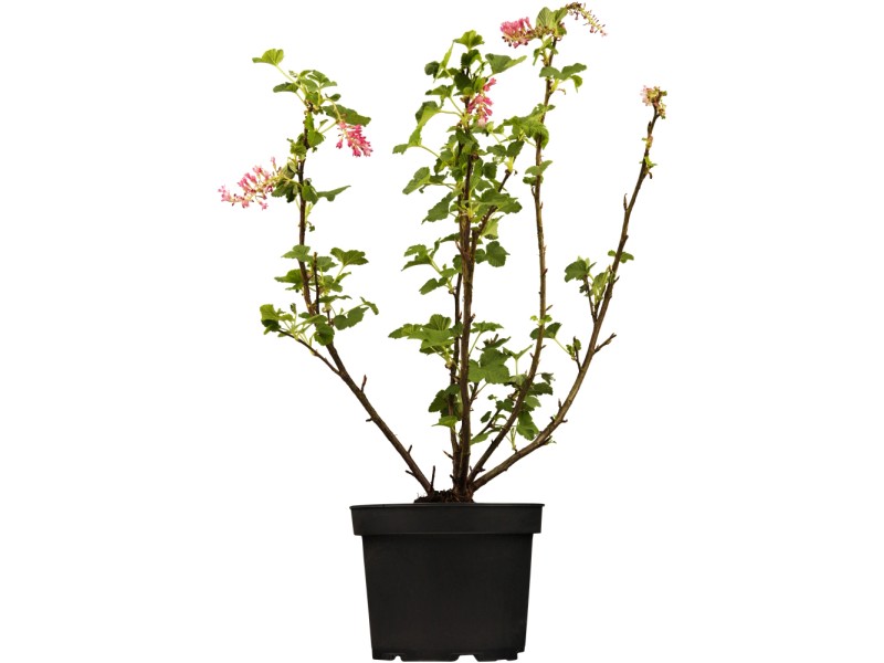 OBI Zierjohannisbeere Rosarot Höhe ca. 30 - 40 cm Topf ca. 3 l Ribes